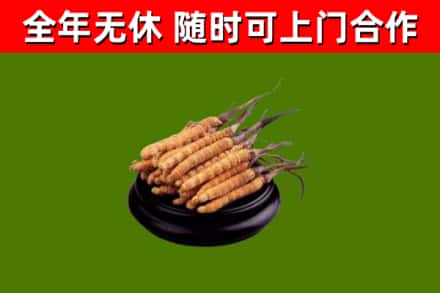 浦江烟酒回收冬虫夏草.jpg