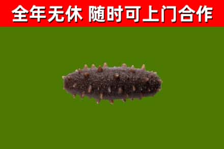 浦江烟酒回收干海参.jpg